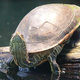 Illustration for article titled Why Do Some Turtles Have the Option To Breathe Through Their Anuses?